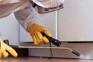 Messie Schädlingsbekämpfung Cuxhaven